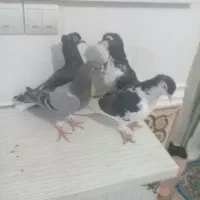 فروش چهارعددکبوتر|پرنده|جنت, |دیوار