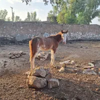 اسب مادیان اصیل ، نژاد عرب