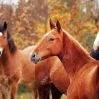 فروش سه راس اسب