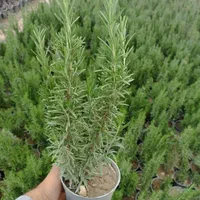 رزماری. لاواندر. بومادران