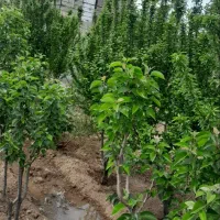 ویلا و گاوداری با مجوز ۴۹ راس گوشتی|فروش دفتر صنعتی، کشاورزی، تجاری|شال, |دیوار