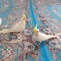 عروس هلندی|پرنده|زهک, |دیوار