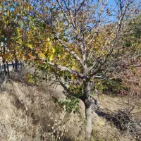 فروش یک قطعه زمین کشاورزی به متراژ 800متر|فروش زمین و ملک کلنگی|مریوان, |دیوار