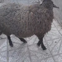 بره نر گوشتی