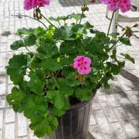 گل شمعدانی|گل و گیاه طبیعی|تبریز, |دیوار