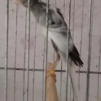 قناری جوجه یسرجیبر|پرنده|تهران, زیبادشت|دیوار