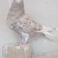 هفت رنگ دم سفید  نر|پرنده|تربت‌حیدریه, پائین ولایت|دیوار