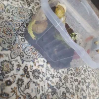 حلزون|خزنده|سیرجان, |دیوار