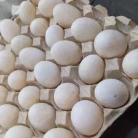 تخم اردک پکنی نطفه دار|حیوانات مزرعه|اسالم, |دیوار