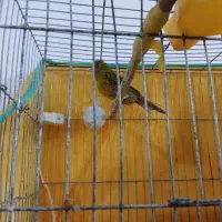 قناری نر وماده|پرنده|ماهان, |دیوار