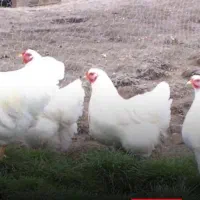 مرغ ماشینی ارگانیک