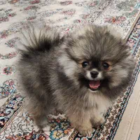 توله پامر خرسی