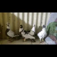 ۶عددپلنگ کرمانی  ماله بیرجند