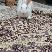 خرگوش چشم قرمز