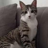 گربه dsh