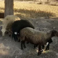 سه میش و سه بره|حیوانات مزرعه|دورود, |دیوار