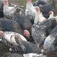 فروش بوقلمون در بیله سوار|حیوانات مزرعه|اردبیل, |دیوار