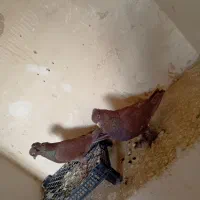 کبوتر راعبی پاپر|پرنده|خمینیشهر, |دیوار