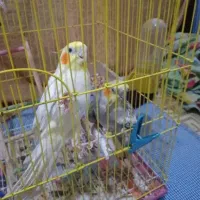 عروس هلندی سخنگو و تخم گذار|پرنده|آستارا, |دیوار