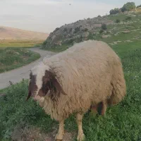 شک ورن سنجابی اصیل
