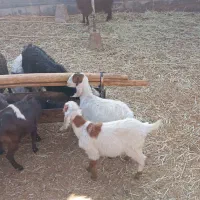 بز بزغاله|حیوانات مزرعه|جعفرآباد, |دیوار