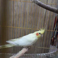 عروس هلندی مولد