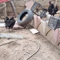 مرغ و خروس گلین