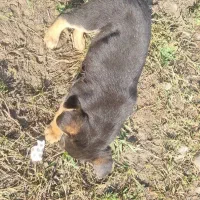 توله ژرمن کار