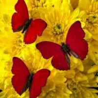 مدارک گم کردم