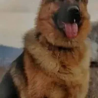 سلام  سگ تمیز و حرف گوشکن