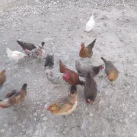 مرغ محلی اصل و تخم گذار