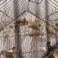 شش عدد فنچ بنگالی عالی وبالغ