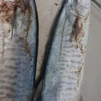 ماهی شیر|ماهی|بندر کنگان, |دیوار