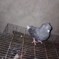 کفتر صید معاوضه کفتر|پرنده|مشهد, پنجتن|دیوار