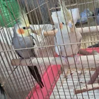 دو عدد عروس هلندی مولد|پرنده|اهر, |دیوار