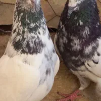 کفتر پرشی پاکستانی و هما