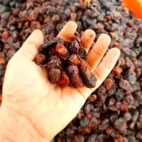آلو خوانساری گردو سبز گردو خشک پارساله بادام|خوردنی و آشامیدنی|قم, جمکران|دیوار