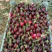 اکیپ مجرب جهت برداشت میوه وصیفی جات وسورت باسرگروه
