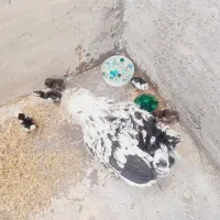 مرغ گلین