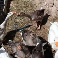 غازمحلی یک ساله