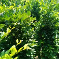 فروش درختچه و نشا یاس هلندی|خدمات باغبانی و درختکاری|چابکسر, |دیوار