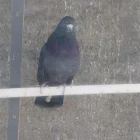 چندجفتکفتردرجهیکمخصوصجوجهگیری|پرنده|فلاورجان, |دیوار