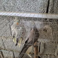 عروس هلندی|پرنده|آبپخش, |دیوار