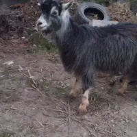 بز ۱۰ماهه ...چاق|حیوانات مزرعه|تنکابن, |دیوار