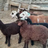 گوسفند کاور نر وماده