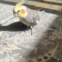 عروس هلندی گم شده|حیوانات|قم, پردیسان|دیوار