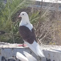 نر ماده کبوتر تهران