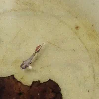 ماهی|ماهی|کرج, حصارک پایین|دیوار