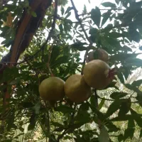 انار درشت و شیرین