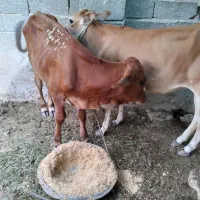 کوساله|حیوانات مزرعه|خمیر, |دیوار